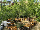 100% Natural Sidr Honey